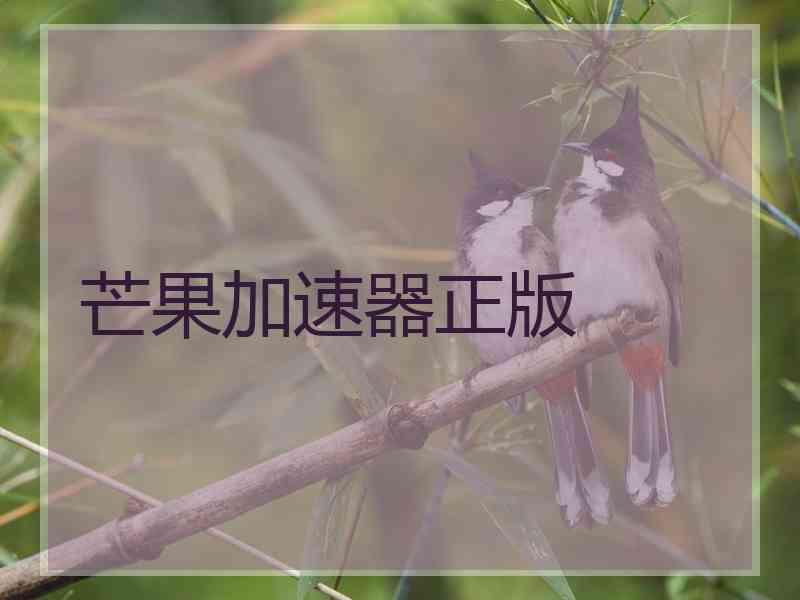 芒果加速器正版